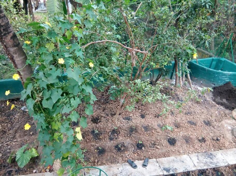 Bhitey Homestay Simantapally / Shantiniketan Esterno foto